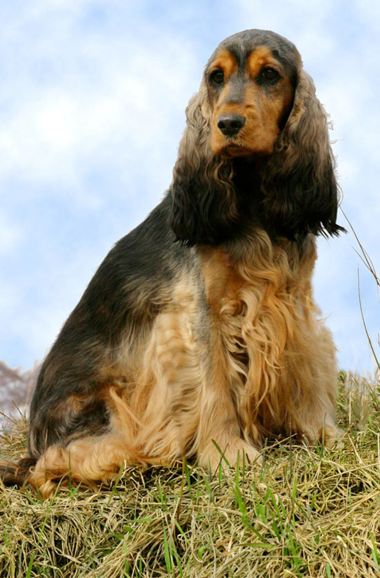 Mehr �ber Angie... hier klicken !