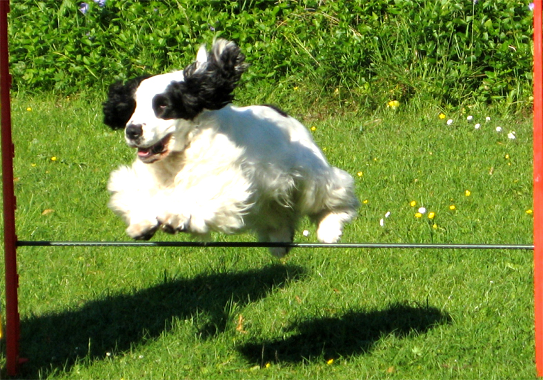 Der aktive Cocker Spaniel... hier klicken !
