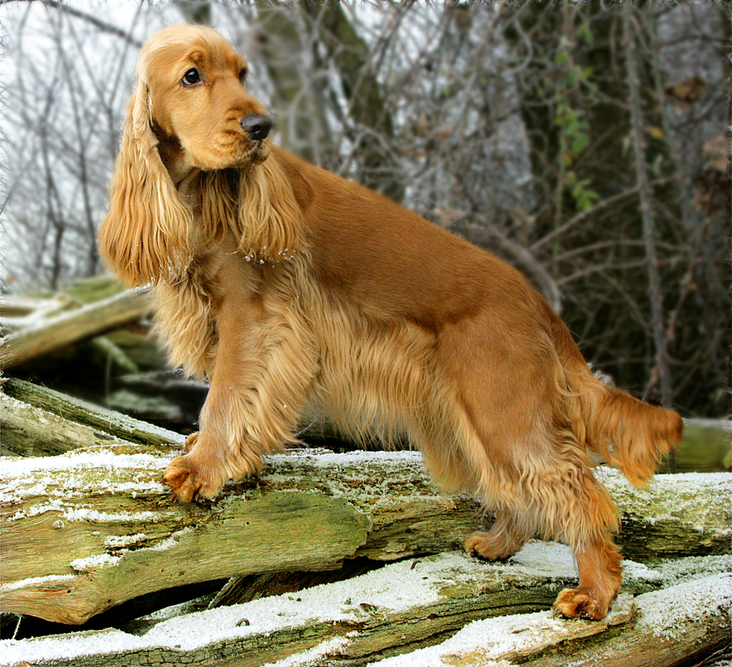 Mehr �ber Nicky... hier klicken !